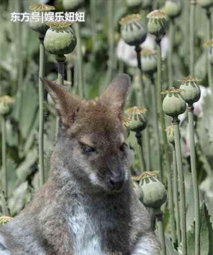 Ӱ¥ɴӰɴռ۸ ױǼұȽϺ Ʒ嵥