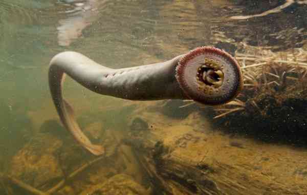 摄影 七鳃海鳗这种生物,造型非影楼常怪异,看起来真可怕