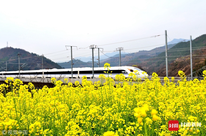 油菜花竞相开放 西成高铁穿行成靓丽风景线