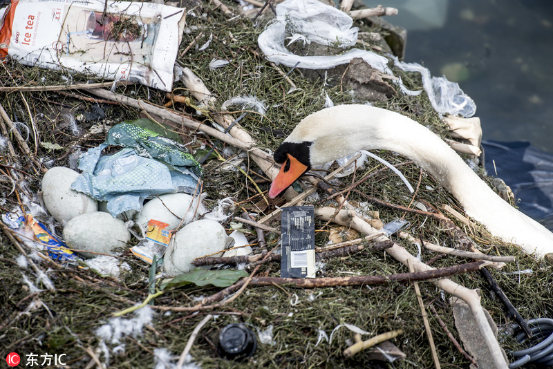 丹麦湖泊污染严重 天鹅垃圾筑巢产蛋触目惊心