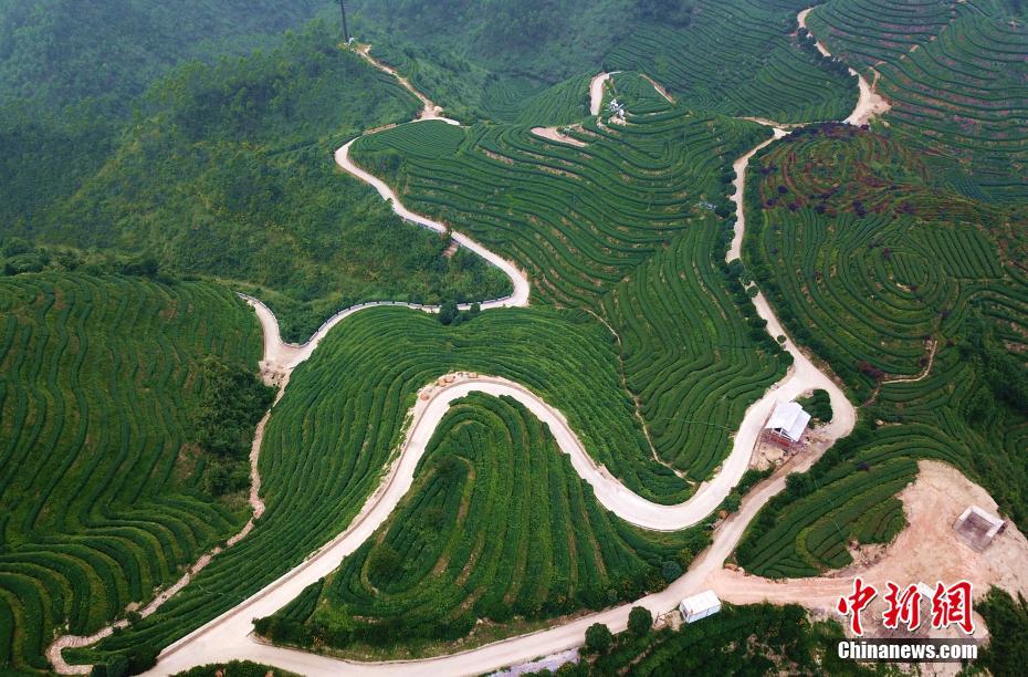 航拍福建平和壮观的茶山梯田