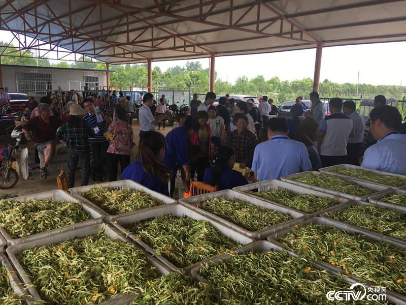 金银花、软籽石榴种植，带领当地百姓走上富裕路（摄记者徐辉）