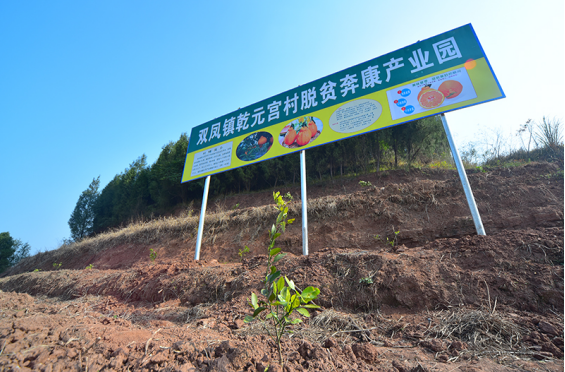 近年来,四川省南充市西充县双凤镇贫按照县委,县政府抢抓进度"向前赶"