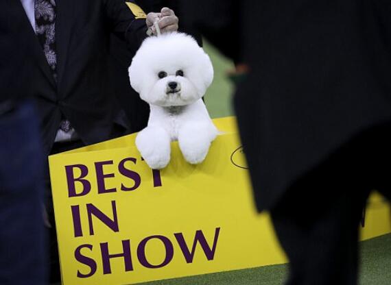 美国著名狗展冠军出炉 萌犬上电视还在百老汇出道