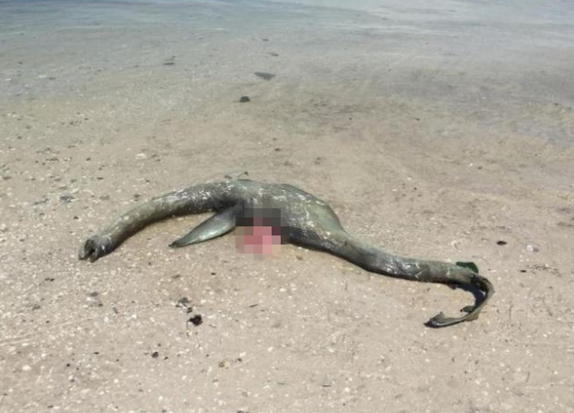 美国男子在当地海滩发现一具神秘生物的尸体