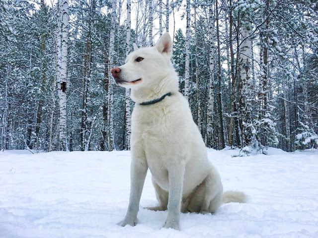 日本犬之三:纪州犬