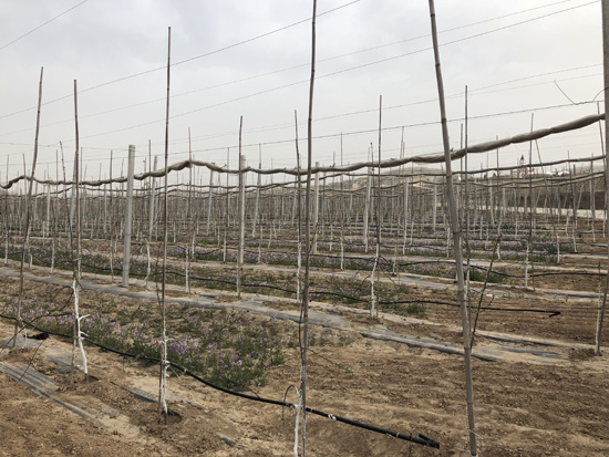 1522813377985081.jpg 2.jpg