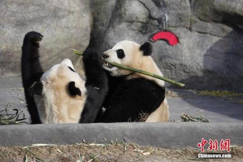 中国侨网资料图：两只大熊猫双胞胎“加盼盼”、“加悦悦”在多伦多动物园内打闹争食。 中新社记者 余瑞冬 摄