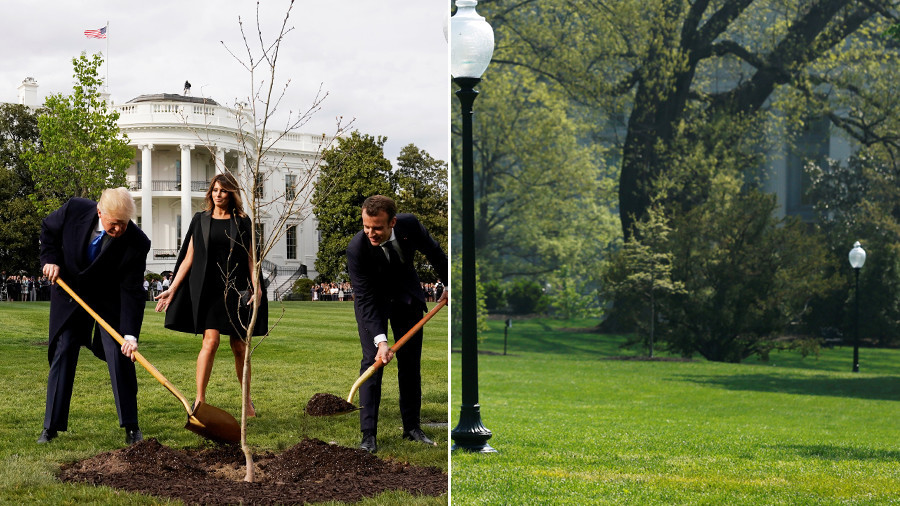 马克龙访美赠特朗普的树苗 从白宫草坪神秘“消失”