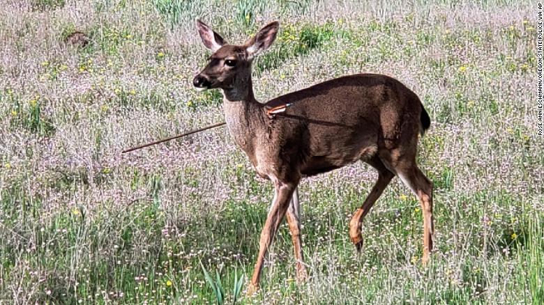 美国野生鹿头颈被利箭射穿 仍淡定吃草散步（图）