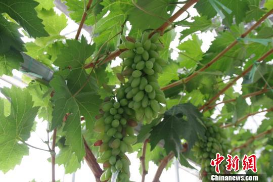 图为华侨庄园内种植的葡萄 陈静 摄