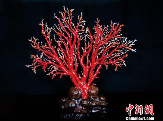 800余件台湾精品红珊瑚抵兰州“亮宝”艺术展
