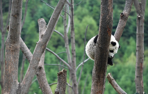 美媒称保护大熊猫栖息地“物超所值”：投资获10倍以上收益