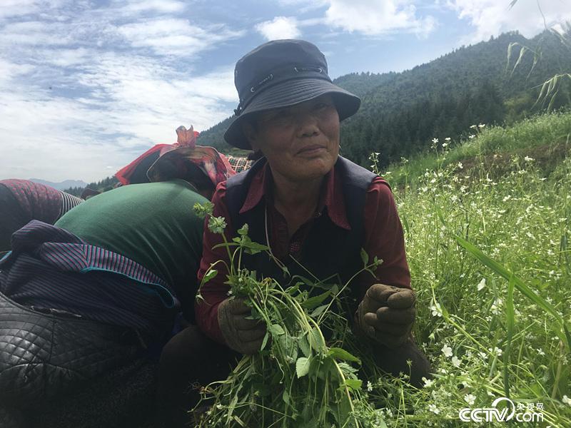让吾道村浪沿自然村64岁的村民闰莲在育苗基地除草