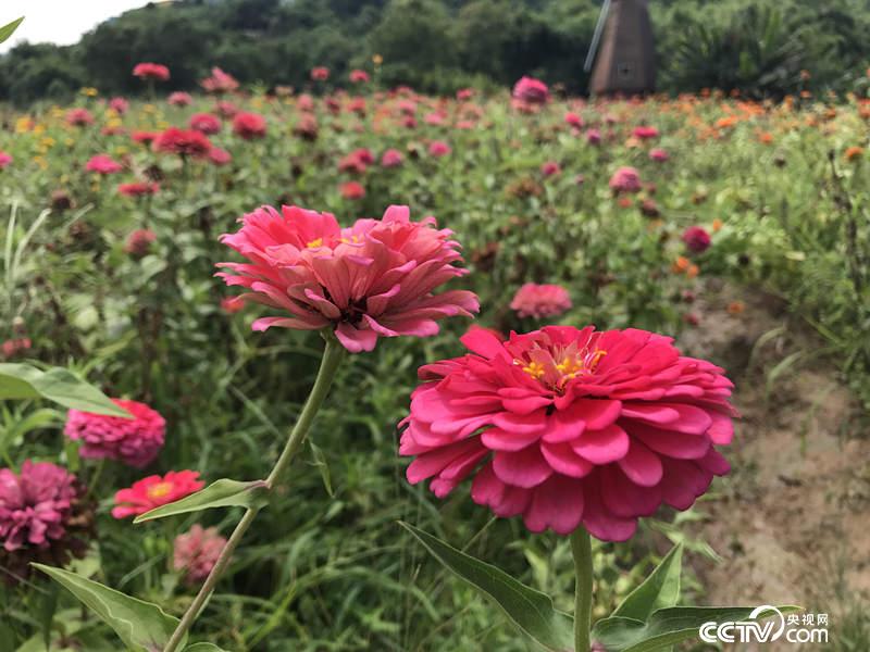 “花田酒地”景区，千亩鲜花四季盛开。（孔华/摄）