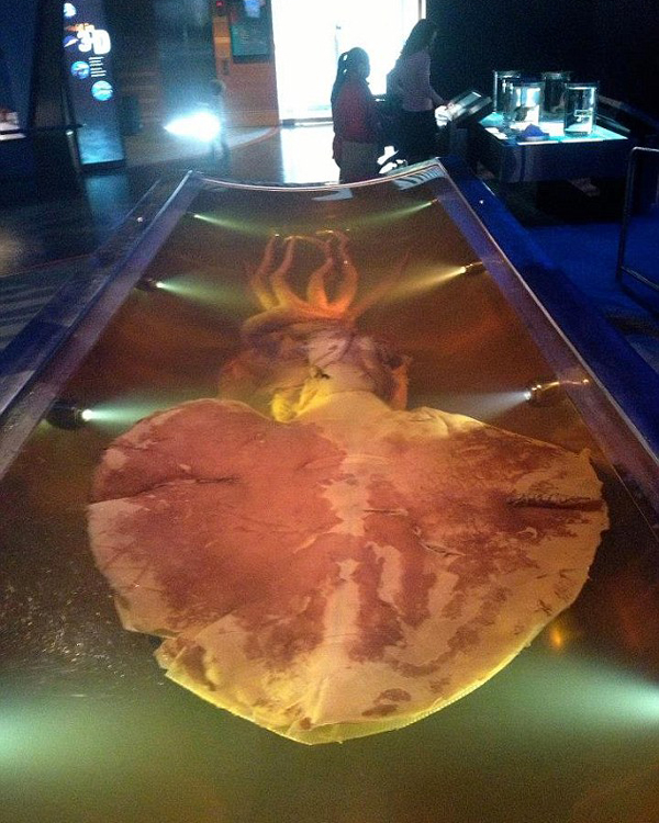 新西兰三兄弟潜水偶遇巨型乌贼