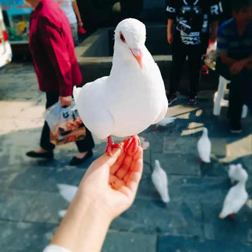 西安城东a白鹿v白鹿地,你想要的都在白鹿仓美食一条街新昌图片