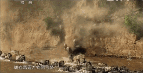 长颈鹿都觉得赞！中国在非洲修的这条铁路，藏着不少暖心的“小秘密”