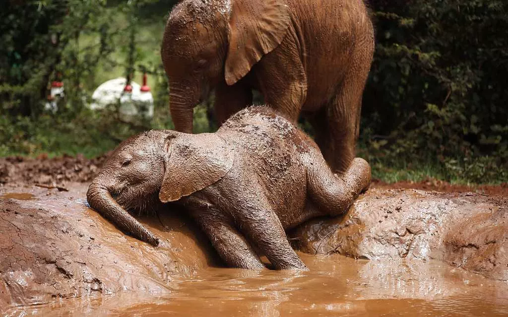长颈鹿都觉得赞！中国在非洲修的这条铁路，藏着不少暖心的“小秘密”