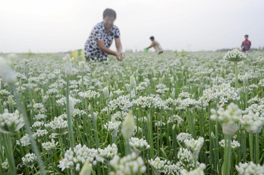 秋收的中国，你想象不到的美！但更美的是……