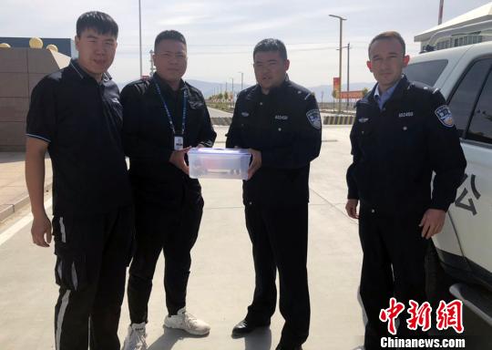 向若羌县森林公安移交长耳跳鼠。　李逸 摄