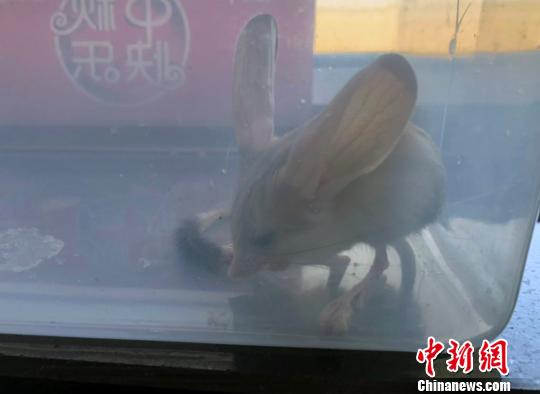 新疆若羌楼兰机场发现濒危灭绝物种“长耳跳鼠”