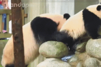 熊猫3.gif