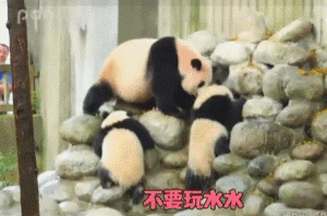 熊猫6.gif