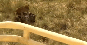 1541846051142461.gif Les insoli_clip.gif