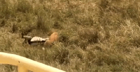 1541846061461160.gif Les insoli_clip1.gif