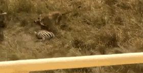 1541846084971101.gif Les insoli_clip2.gif