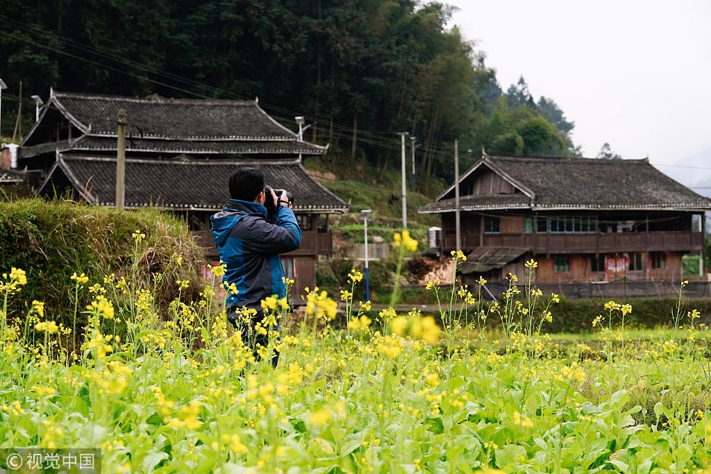 贵州黔东南 榕江侗寨油菜花开添暖意