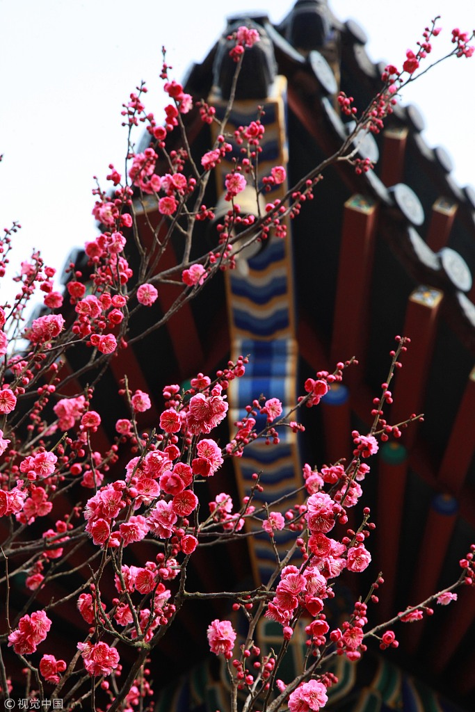 2019南京梅花节开幕 梅花绽放春意初显