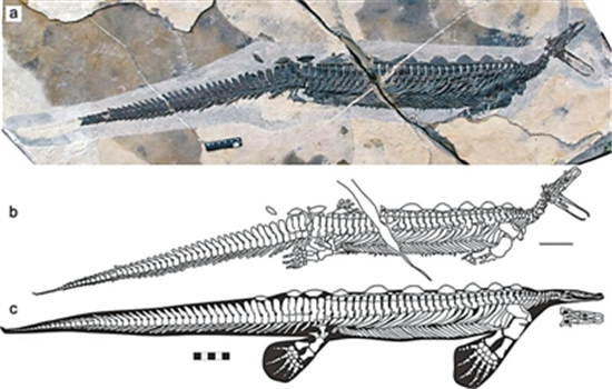 中国发现卡洛董氏扇桨龙化石