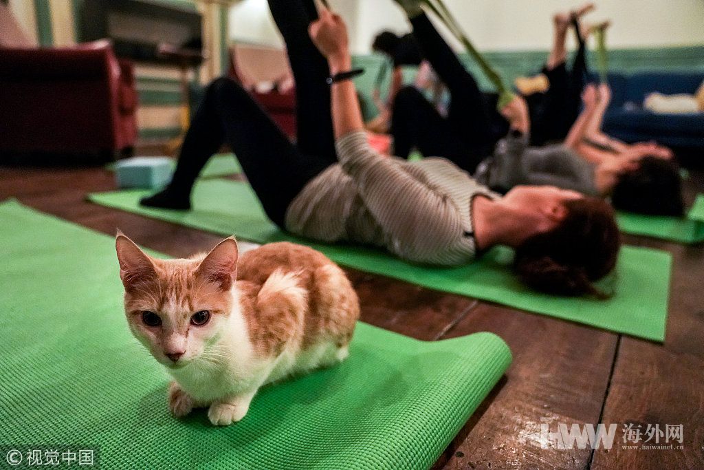 纽约一家猫咖开办瑜伽课 猫咪成"陪练"