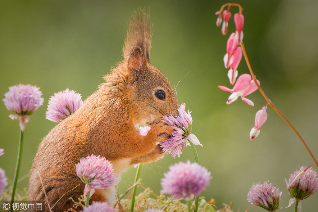 赏花正当时 围观小动物细嗅花香心都融化了!