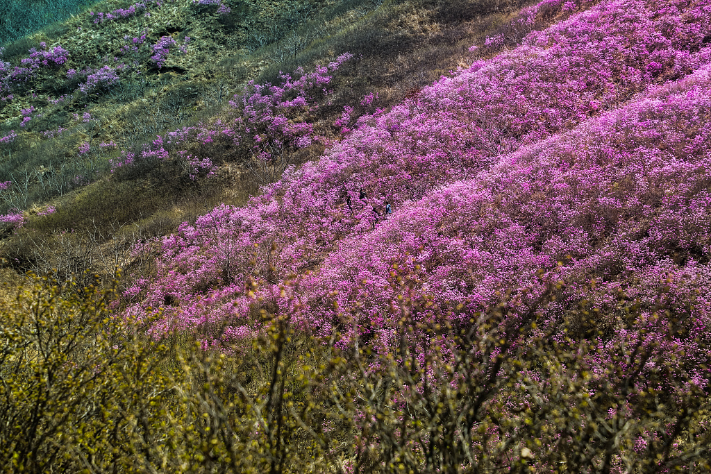 辽宁鞍山:岫岩千亩映山红壮观如花海