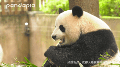 壁纸 大熊猫 动物 400_225 gif 动态图 动图