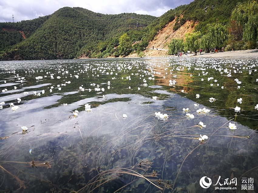 宛如仙境 云南泸沽湖海菜花盛放