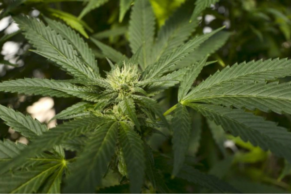 1548923900815243.jpg 6004023.jpg