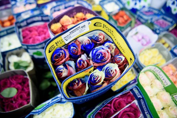 资料图片:美国马里兰州银泉拍摄的玫瑰花。(新华社/法新)