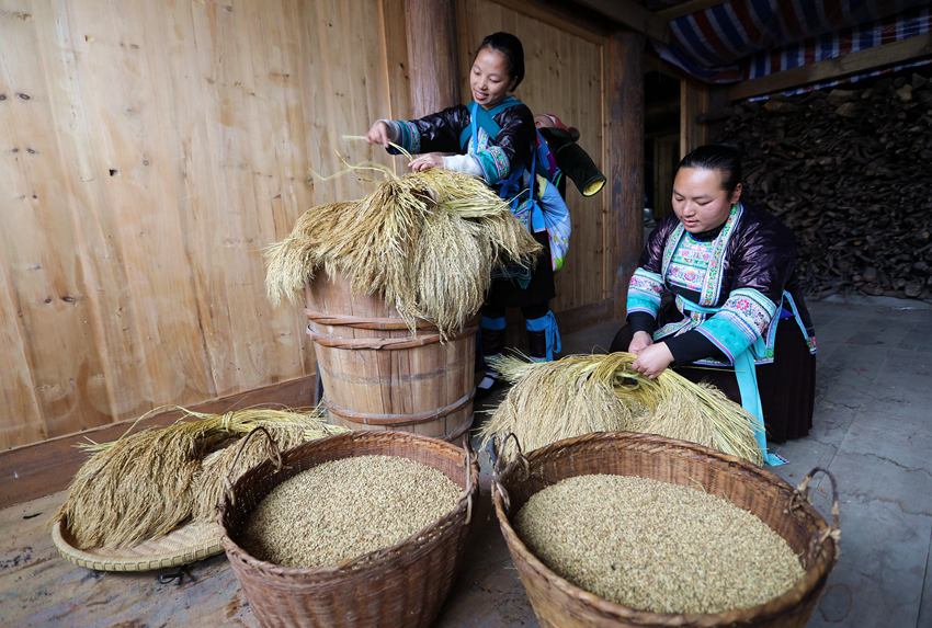 1  3月1日，位于桂黔交界的广西融水苗族自治县杆洞乡尧告苗寨，苗族女青年梁丽花（右）和梁妤（左）在收整稻谷，准备运往水碾房。_副本.jpg