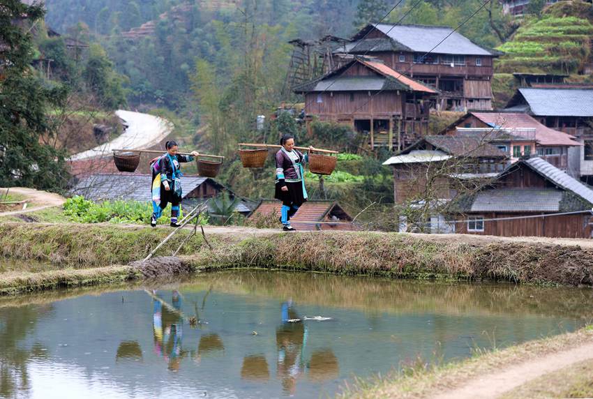 2  3月1日，位于桂黔交界的广西融水苗族自治县杆洞乡尧告苗寨，苗族女青年梁丽花和梁妤挑着稻谷行往水碾房的路上。_副本.jpg
