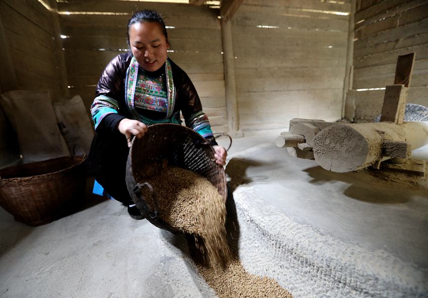 4 3月1日，位于桂黔交界的广西融水苗族自治县杆洞乡尧告苗寨，苗族女青年梁丽花在水碾房里把稻谷倒进碾槽中。_副本.jpg