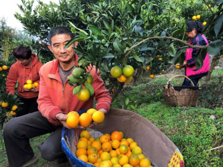 【综述稿】“小康不小康，关键看老乡” 京东物流的农产品上行样板路875.png