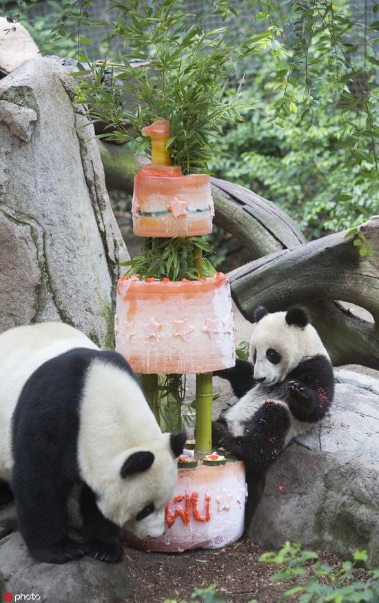 2013年7月，“小礼物”过1岁生日时跟妈妈“白云”一起享用特制“冰蛋糕”，图片来源：东方IC。