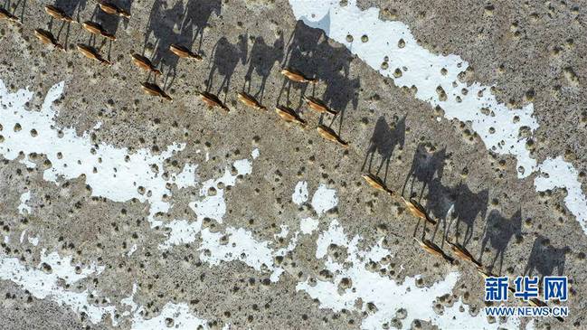 阿尔金山国家级自然保护区内的藏野驴（4月2日无人机拍摄）。 新华社记者 胡虎虎 摄