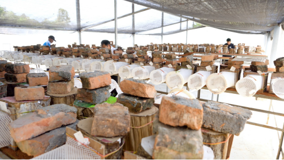 【媒体投稿】云南青年驯化“虎头蜂” 依托阿里助数万人致富1426.png