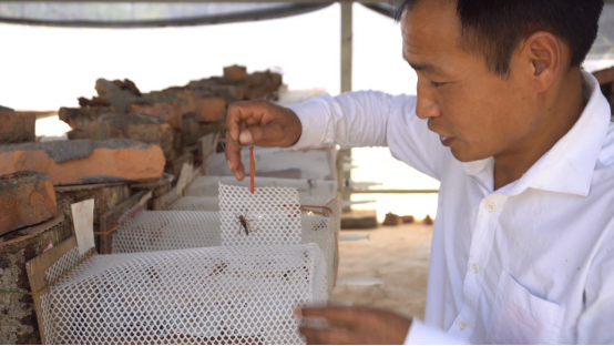 【媒体投稿】云南青年驯化“虎头蜂” 依托阿里助数万人致富1269.png