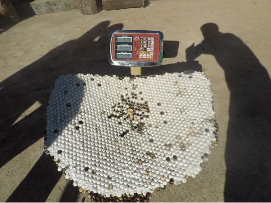 【媒体投稿】云南青年驯化“虎头蜂” 依托阿里助数万人致富587.png